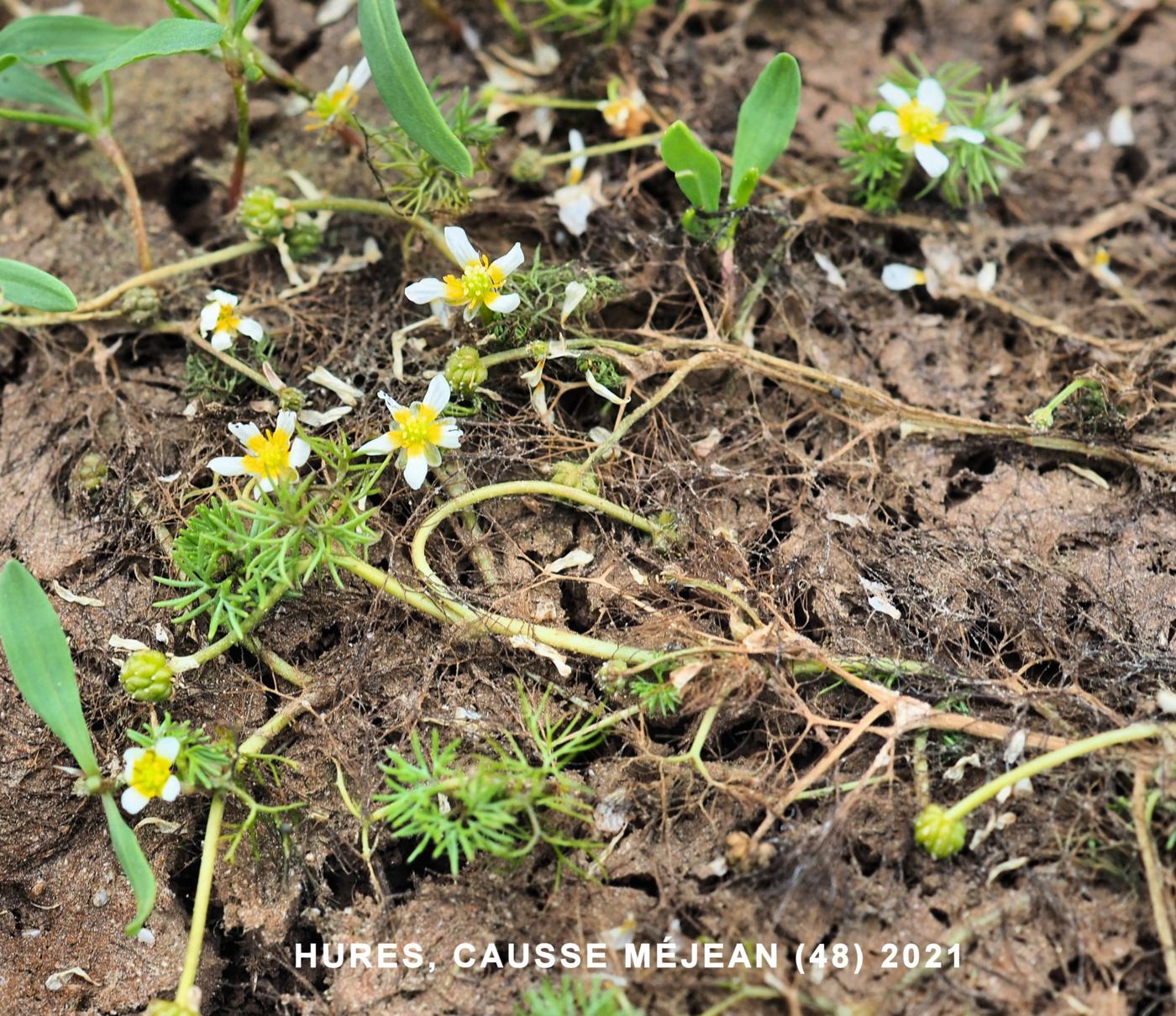 Water Crowfoot, Hair-leaved plant